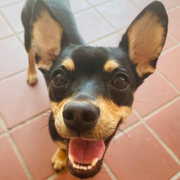 Meet your Posher, Isabel - Picture 1 of 1